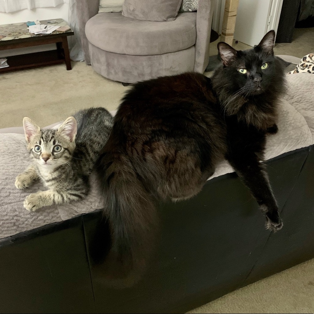 🐈‍⬛🐯 Cat Friendly 🏡